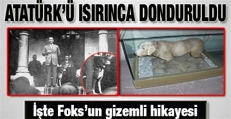 Atatürkü ısıran köpek